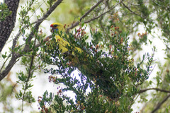 Platycercus caledonicus