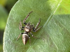 Opisthoncus quadratarius