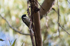 Melithreptus affinis