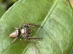 Opisthoncus quadratarius