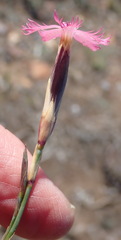 Dianthus bolusii