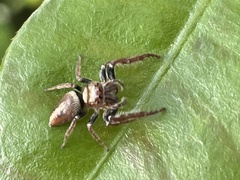 Opisthoncus quadratarius