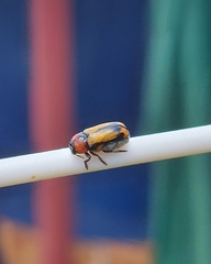 Peploptera