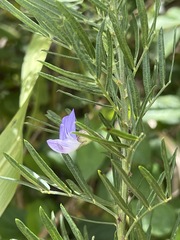 Psoralea glabra