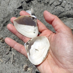 Crassula aequilatera