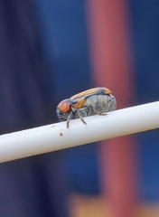 Peploptera