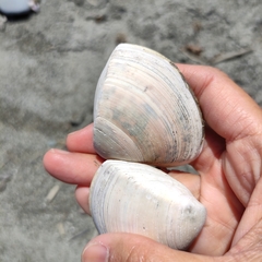 Crassula aequilatera