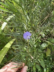 Psoralea glabra