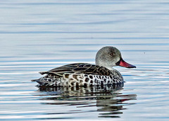 Anas capensis