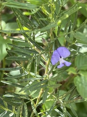 Psoralea glabra