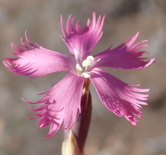 Dianthus bolusii