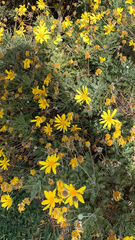 Euryops pectinatus