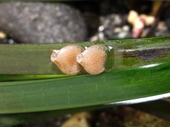 Tritia reticulata