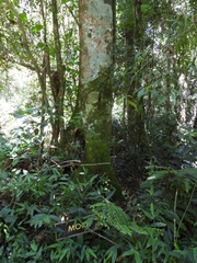 Alchornea glandulosa