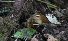 Troglodytes solstitialis