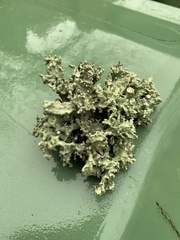 Ramalina fastigiata