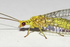 Italochrysa insignis