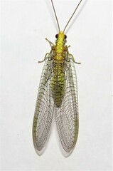 Italochrysa insignis