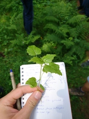 Circaea × intermedia