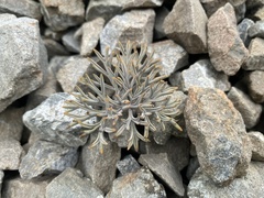 Lignocarpa carnosula