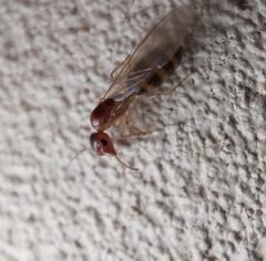 Colobopsis macrocephala