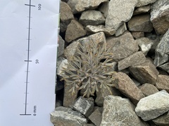Lignocarpa carnosula