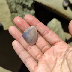 Crassula aequilatera