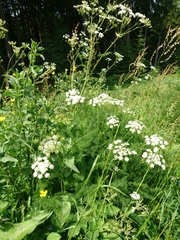 Meum athamanticum