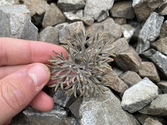 Lignocarpa carnosula
