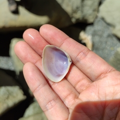 Crassula aequilatera