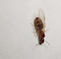 Colobopsis macrocephala