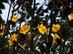 Cochlospermum