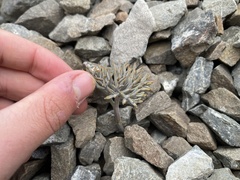 Lignocarpa carnosula