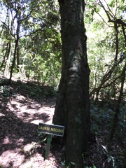 Nectandra megapotamica