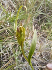 Disa