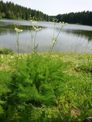 Meum athamanticum