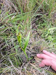Disa