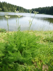 Meum athamanticum