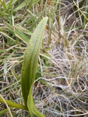 Disa
