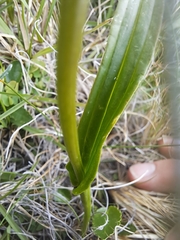 Disa