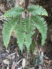 Dicranopteris linearis