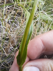 Disa