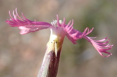 Dianthus bolusii