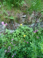 Papaver cambricum