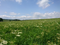 Meum athamanticum