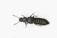 Anotylus rugosus