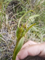 Disa