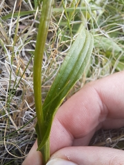 Disa