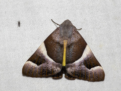 Niceteria macrocosma