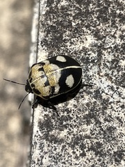 Deroplax silphoides